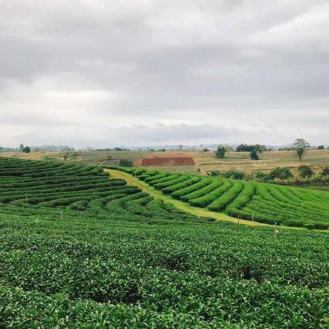 🇹🇭不能錯過在清萊的翠峰茶園 ｜既有茶製蛋糕又可以拍卡拍照！