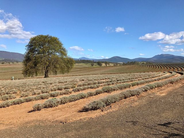 Tranquil Tasmania