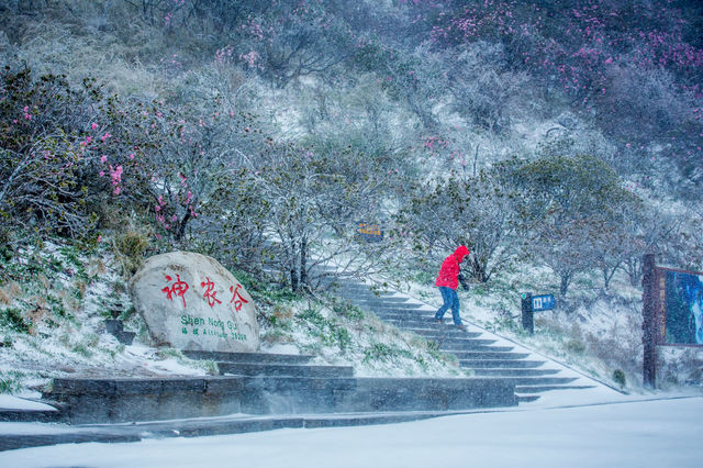 神農架霧凇枝頭醉遊人，邂逅你的冰雪奇緣