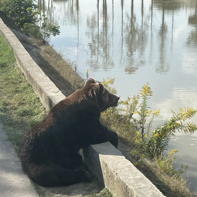 親近自然的歡樂時光——上海野生動物園的奇趣探險