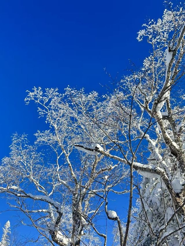 哈爾濱-雪鄉3日滑雪行不看後悔的超全攻略