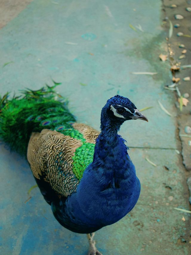 冬季反向遊 | 附鄭州動物園互動遊玩攻略