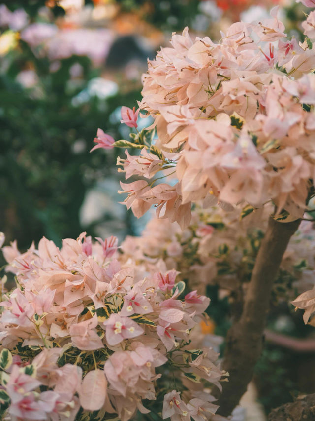 深圳荷蘭花卉小鎮｜在深圳，誰還沒走過這條花花的古城