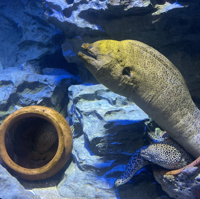 Amazing aquarium in Singapore 🇸🇬 