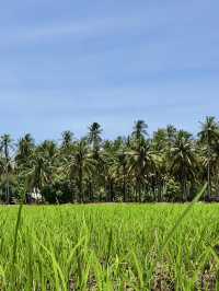 Discovering Kampung Agong: A Hidden Gem of Nature and Tradition