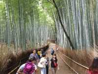 An enchanting moment at Arashiyama Bamboo Forest