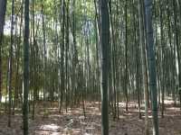 An enchanting moment at Arashiyama Bamboo Forest