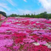 【北海道】三島さんの芝桜庭園