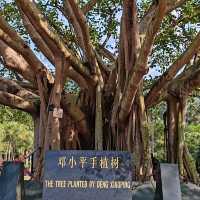 仙湖植物園（Xianhu Botanical Garden）：自然與生態的美麗結合