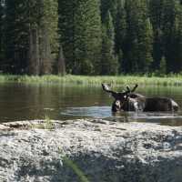 Find a moose around moose ponds