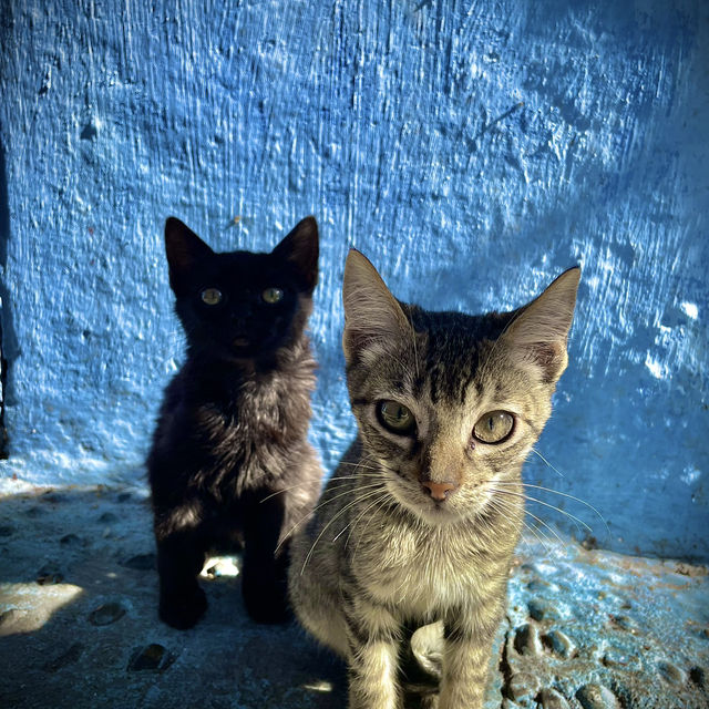 Chefchaouen : A Dream for Cat Lovers