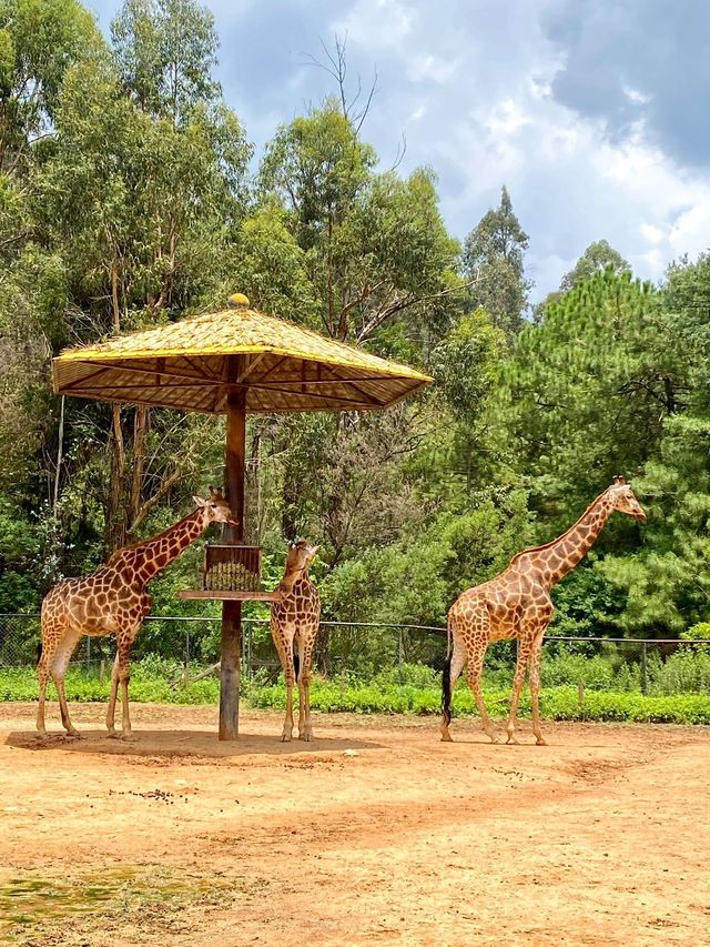 雲南野生動物園一日遊