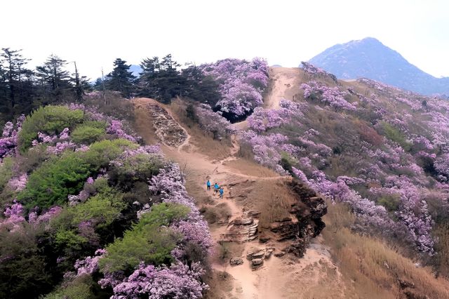 轎子雪山的浪漫