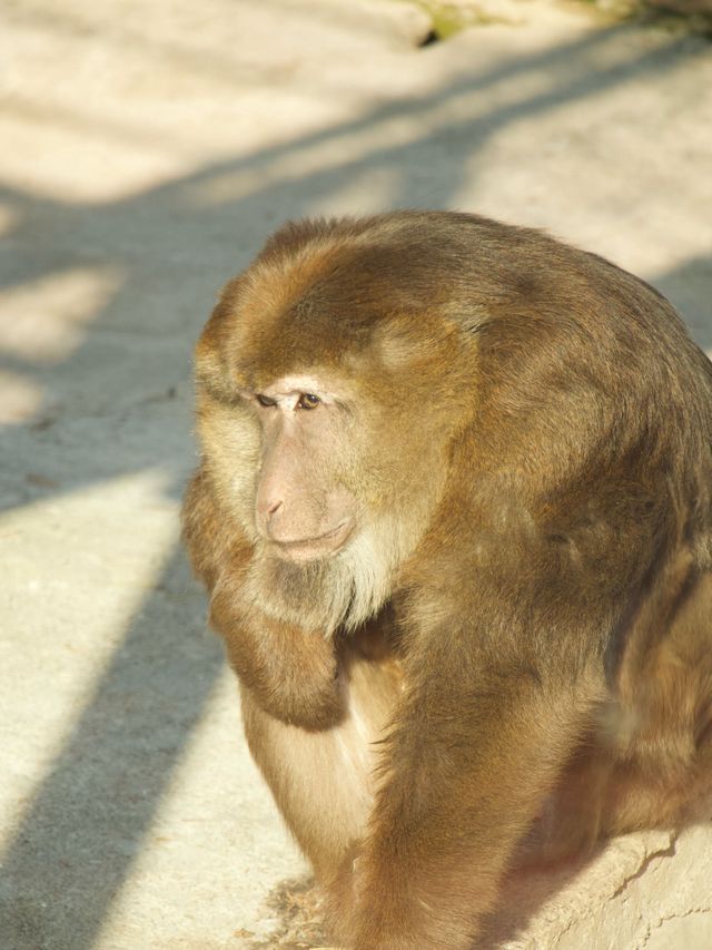 冬季反向目的地特色旅行好去處（附海南動物園攻略）