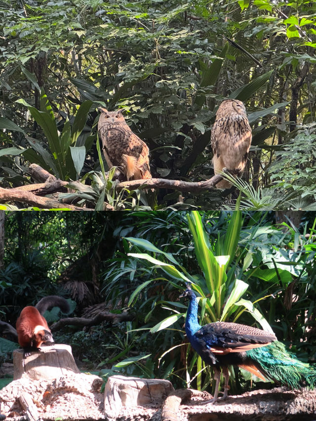 廣州長隆野生動物世界 攻略 