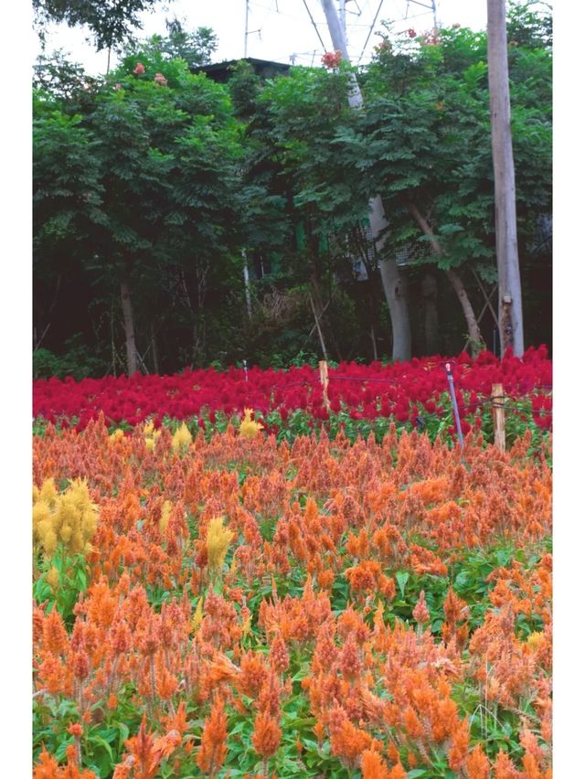 除了梅海花台和園博苑，忠仑公園的花海也很出色！！！