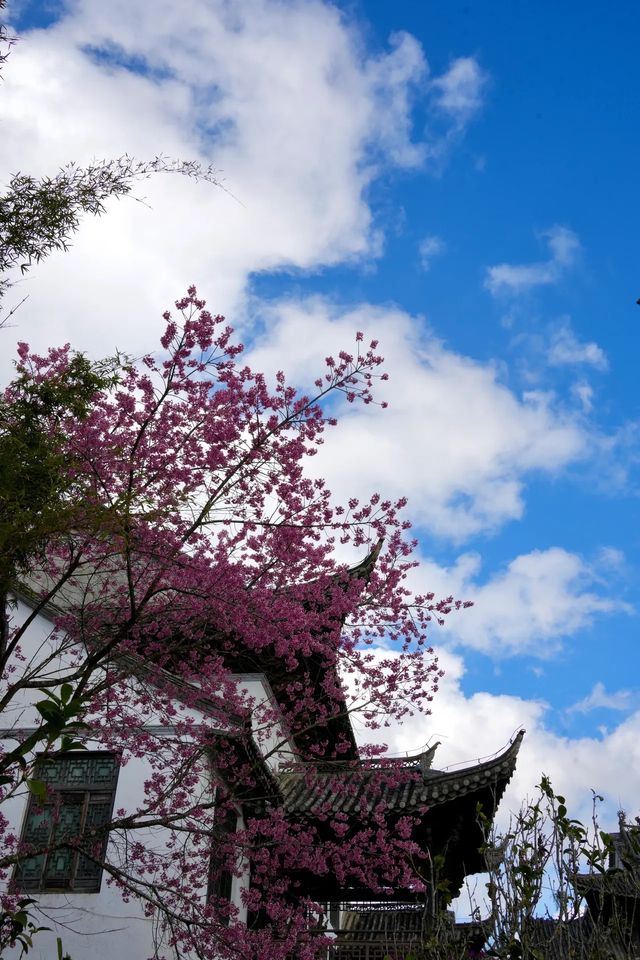 普洱茶博苑內的非遺祭祖表演記