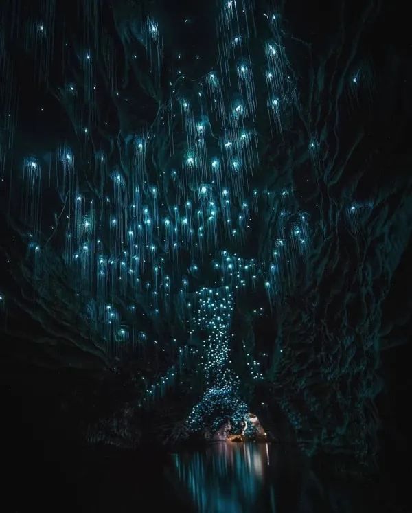 Explore the Enchanting Waitomo Glowworm Caves in New Zealand