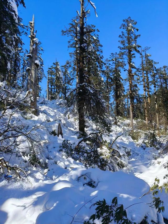 剛從瓦屋山回來，雪景真的太震撼了！