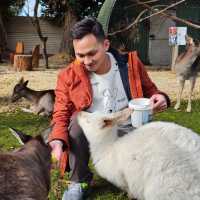 Unforgettable Wildlife Encounters in Warrnambool: Cuddle, Feed, and Explore!