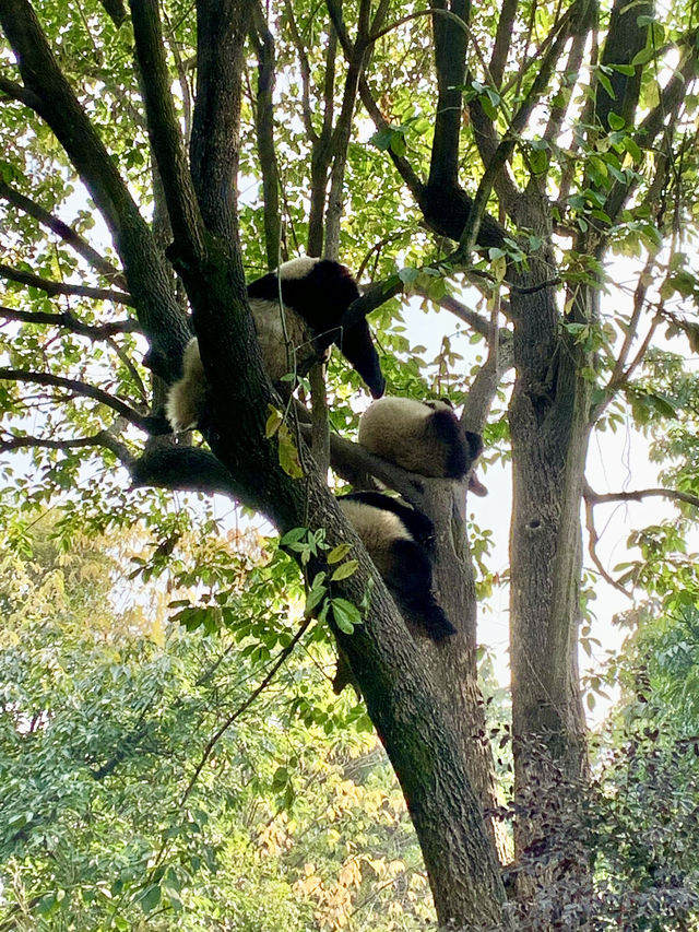 成都大熊貓🐼基地｜花花你在哪？