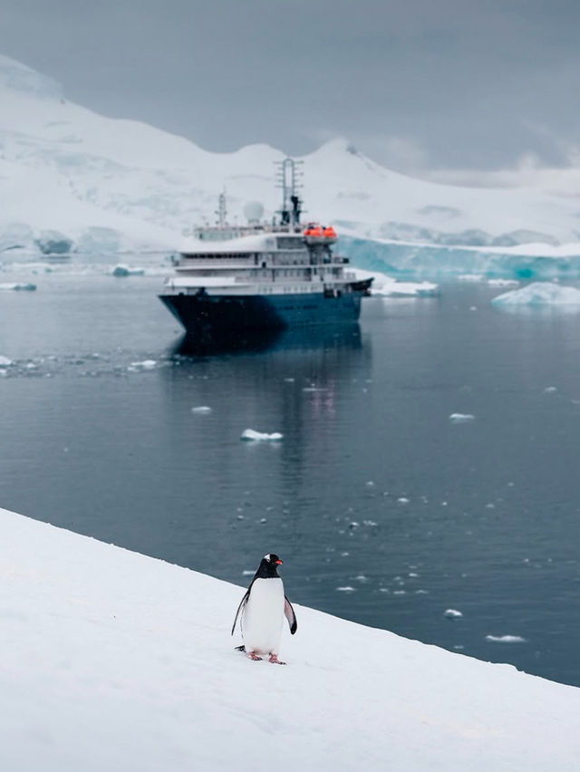 Penguins, Icebergs, and Feeling Like an Extra in Frozen: The Antarctic Peninsula 