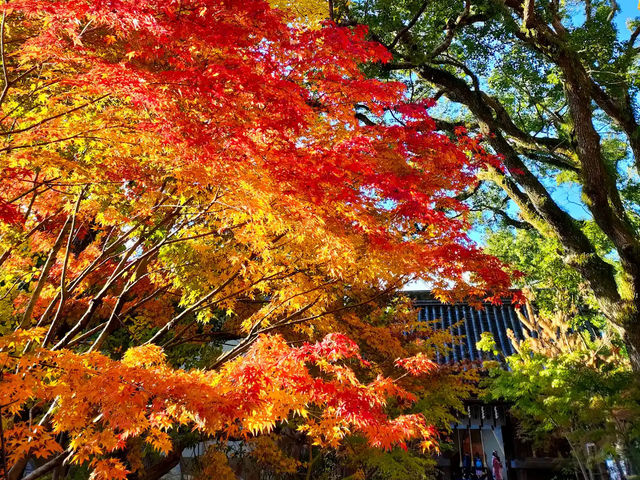 《探索神聖與寧靜之地——鳥飼八幡宮的神秘與美麗》