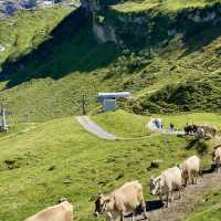 Engelberg a natural paradise 🌲