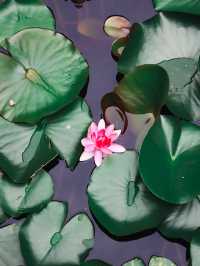 Green Ponds and Lily Pads in Wuxi🍃🌳🛶