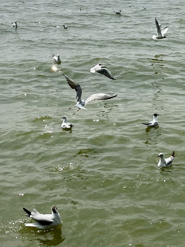 海堤公園