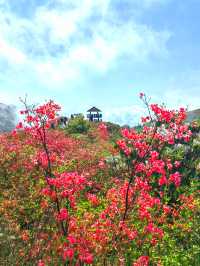 約會浏陽大圍山，在花海漫遊，雲中信步