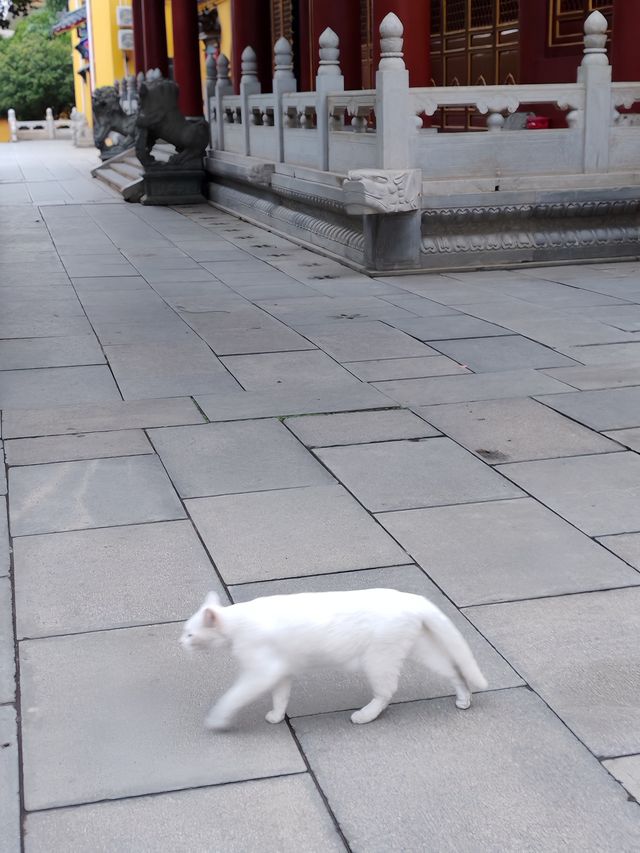 寶通禪寺，靜心開悟之寶地。