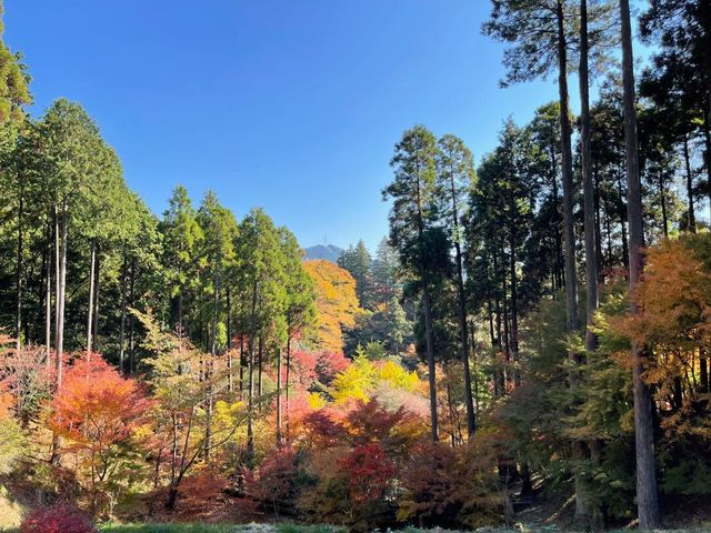 佐賀魅力：櫻花之城，歷史韻味濃。