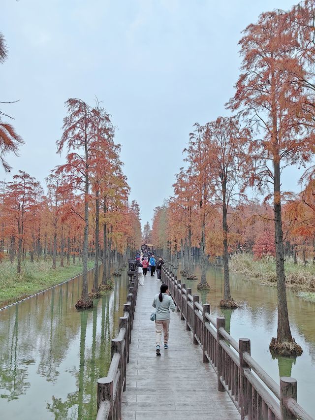 12.7青西郊野公園實景，說說真實感受