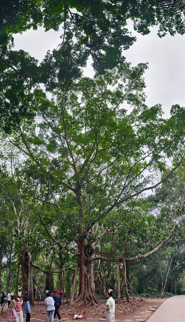 中國科學院西雙版納熱帶植物園（雲南省，5A）