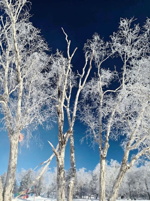 人生建議：5G 過聖誕，一定要來雪谷！