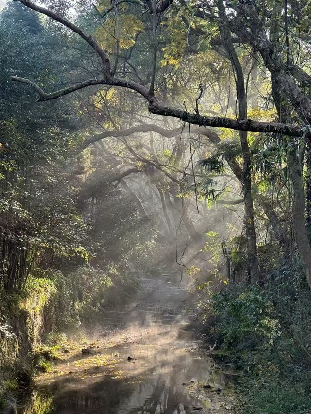 360°森林氧吧雅適（西湖風景名勝區店）