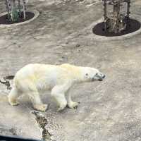 初北海道 旭山動物園へ🐻‍❄️