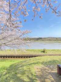 【2024年桜】石川県の木場潟公園