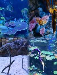 Exploring the Depths: A Cool Escape at SEA LIFE Bangkok Ocean World