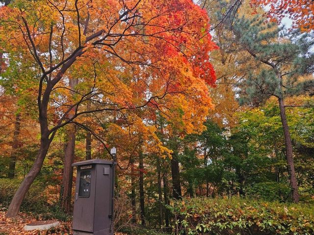 A nice trail of autumn foliage at Namsan Park trail