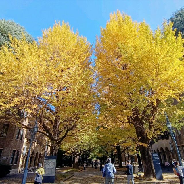 東京賞銀杏：東京大學正門銀杏並木