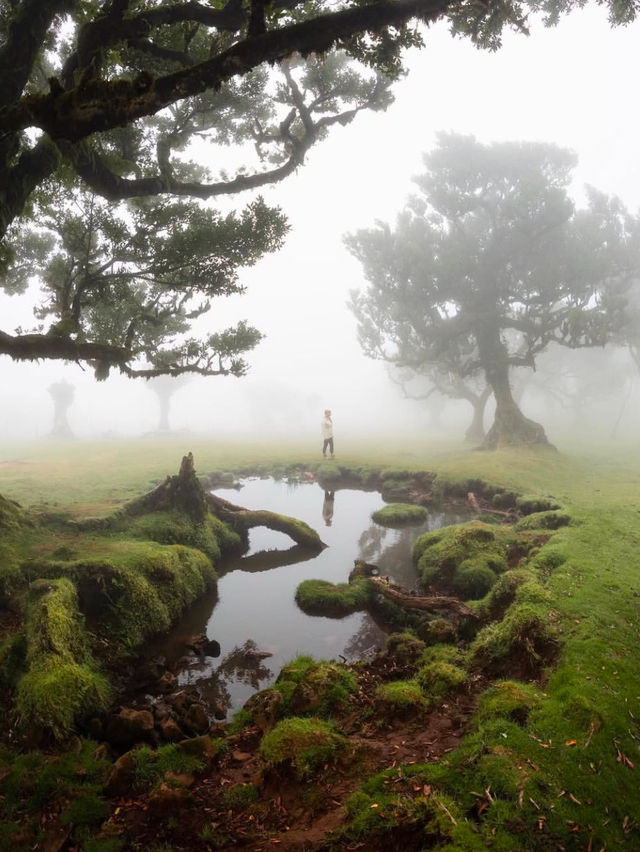 Why Madeira is Worth the Visit: A Hidden Gem of the Atlantic 