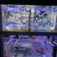 【墨爾本海洋生物水族館】是可近距離觀看海洋生物,實屬難得,來吧！