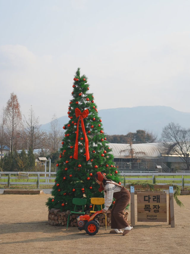 (실시간) 다래목장에 찾아온 크리스마스🎄❤️