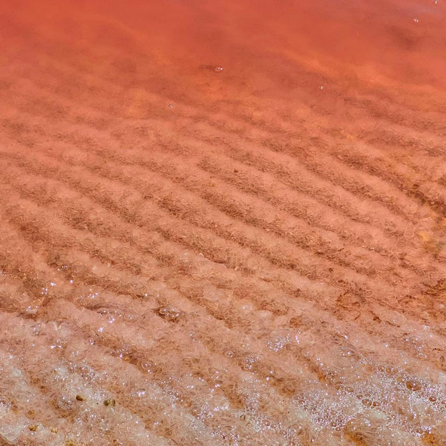 Pink Perfection: A Magical Encounter at Hutt Lagoon