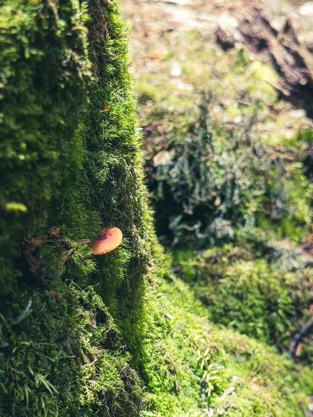 涼山人的落基山｜西昌螺髻山