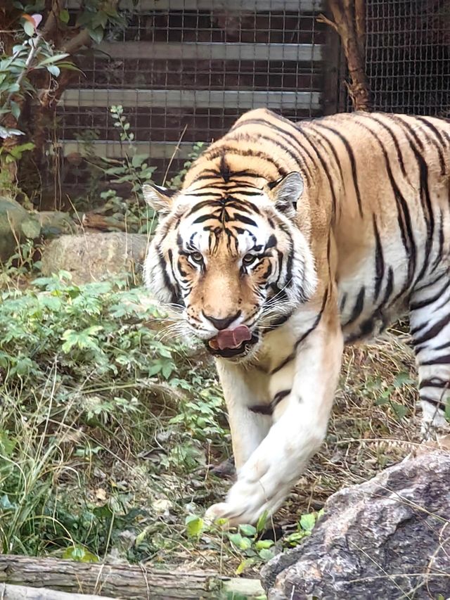 紅山森林動物園：城市裡的野性秘境。