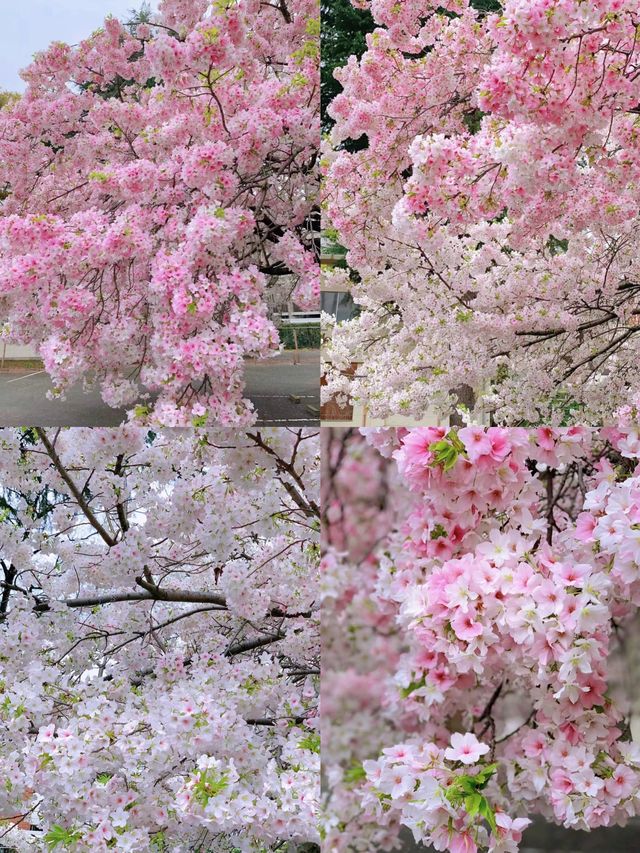 又到日本櫻花季，不負春光不負卿