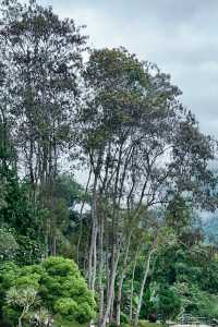 清邁親子遊 依山而建的詩麗吉皇后植物園妥妥的大氧吧